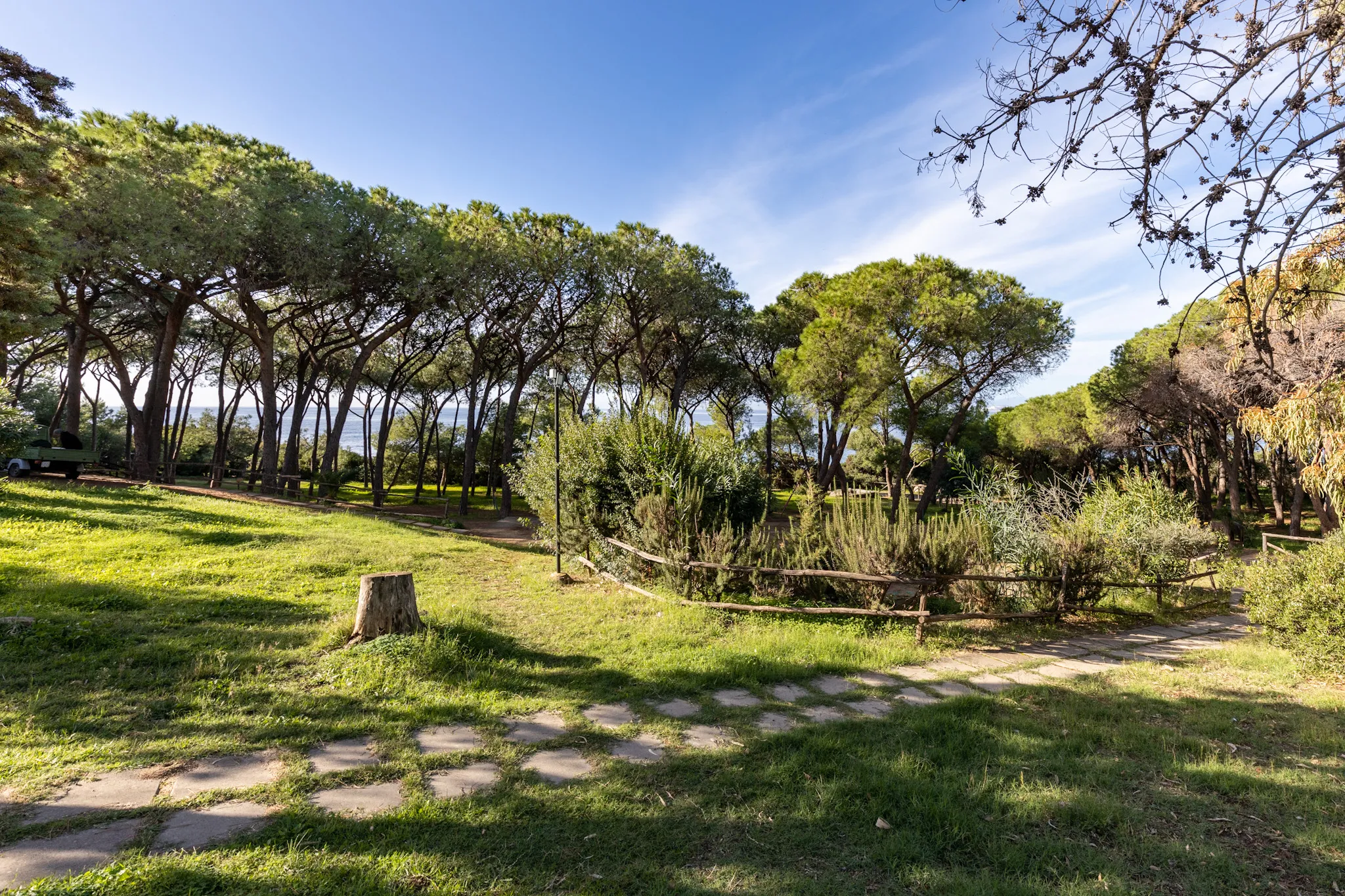 Pineta interna del villaggio Marina delle Nereidi: ceppo in primo piano, sentiero sterrato che si addentra tra i pini marittimi, luce pomeridiana che filtra tra i rami.